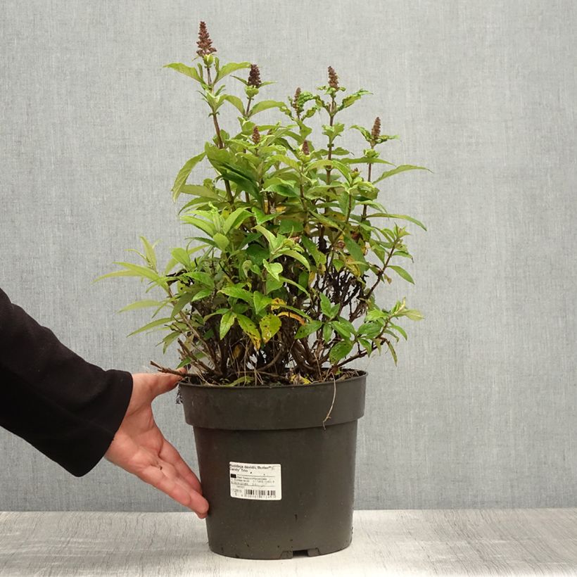 Esimerkki kesällä toimitetusta Buddleja davidii Butterfly Candy Trio Little Sweetheart, White, Little Ruby - Arbres à papillons nains Pot de 4L/5L-taimesta