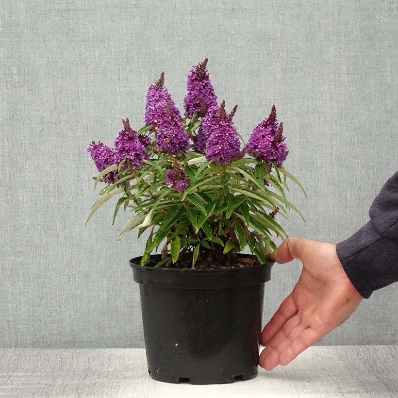 Esimerkki kesällä toimitetusta Syyssyrikkä Butterfly Candy Little Purple Ruukku 3L / 4L-taimesta