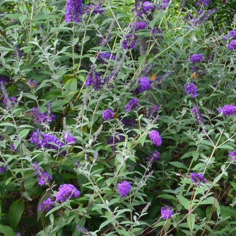 Syyssyrikkä Groovy Grape ('Piibd-I' ,305) (Kukinta)