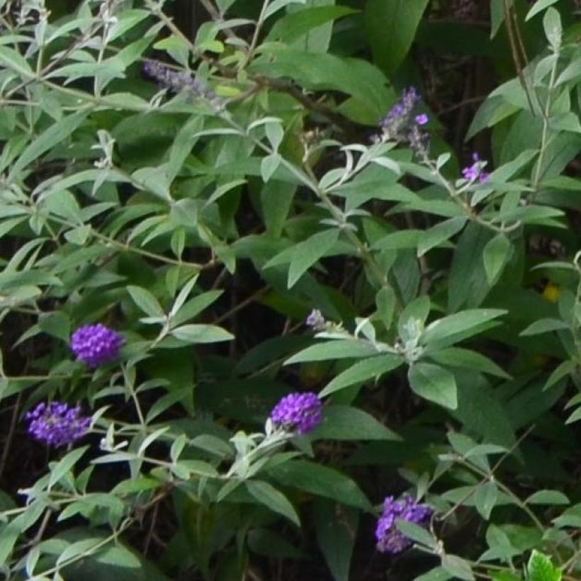 Syyssyrikkä Groovy Grape ('Piibd-I' ,305) (Lehvistö)