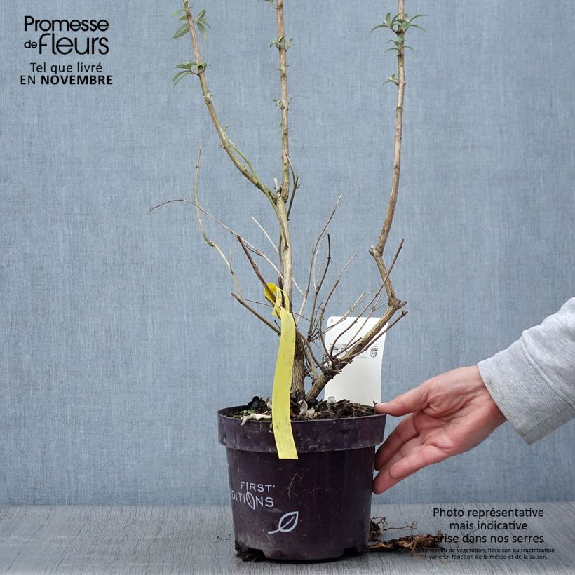 Esimerkki syksyllä toimitetusta Syyssyrikkä Groovy Grape ('Piibd-I' ,305) 3 litran/4 litran ruukku-taimesta