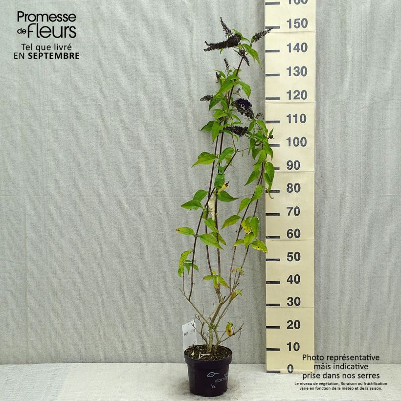Esimerkki kesällä toimitetusta Syyssyrikkä Groovy Grape ('Piibd-I' ,305) Pot de 3L/4L-taimesta
