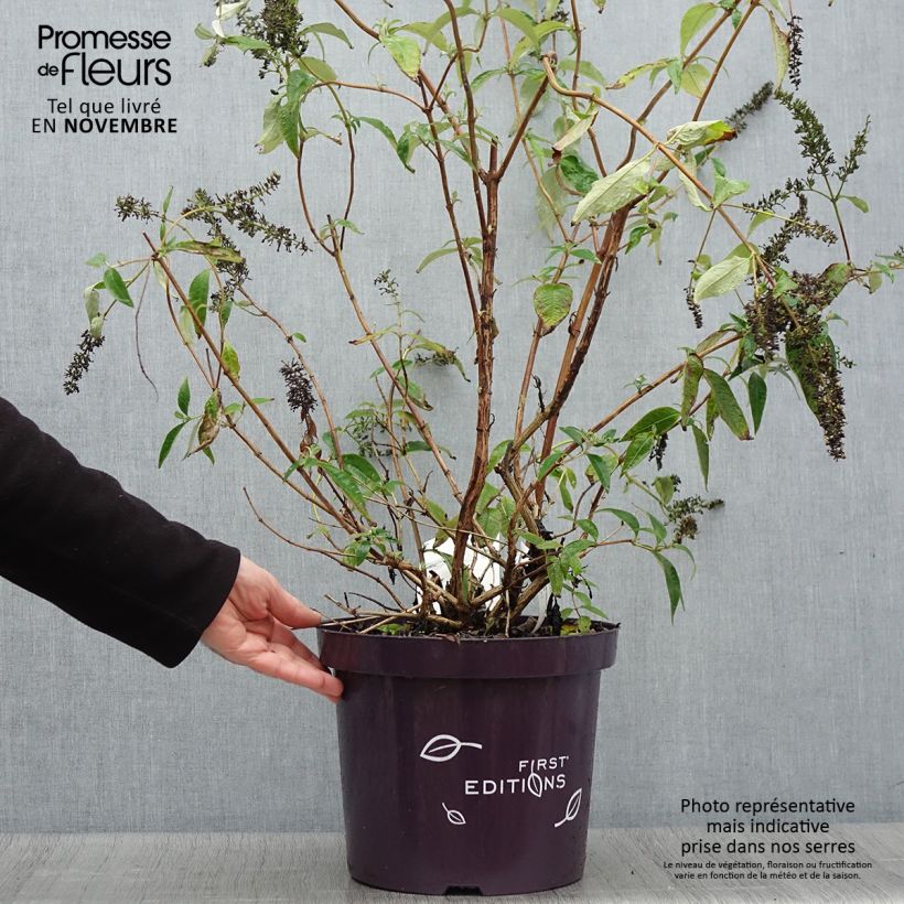 Esimerkki syksyllä toimitetusta Syyssyrikkä Groovy Grape ('Piibd-I' ,305) 7,5 litran / 10 litran ruukku-taimesta