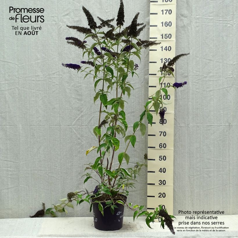 Esimerkki kesällä toimitetusta Syyssyrikkä Groovy Grape ('Piibd-I' ,305) Pot de 7,5L/10L-taimesta
