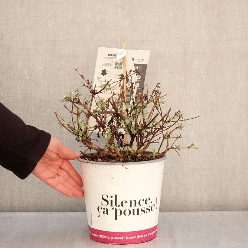 Esimerkki talvella toimitetusta Syyssyrikkä Rêve de de Papillon Lavender 4 litran/5 litran ruukku-taimesta