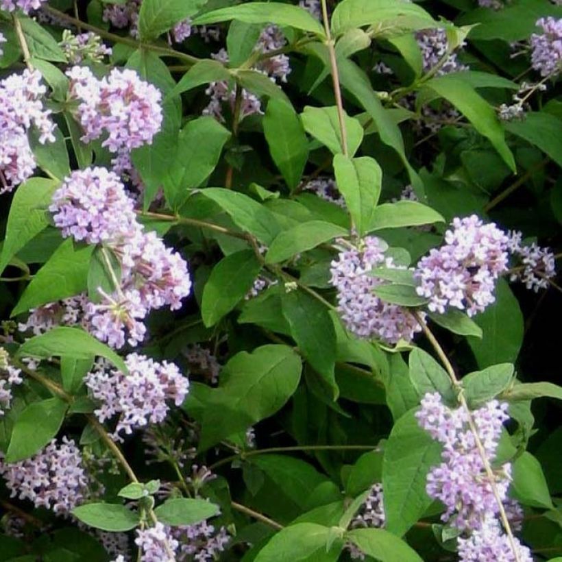 Syrikkä - Buddleja delavayi (Lehvistö)