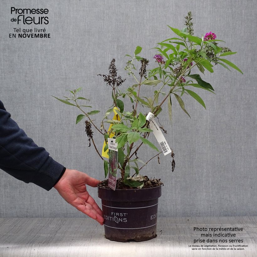 Esimerkki syksyllä toimitetusta Syyssyrikkä Funky Fuchsia 2 litran/3 litran ruukku-taimesta