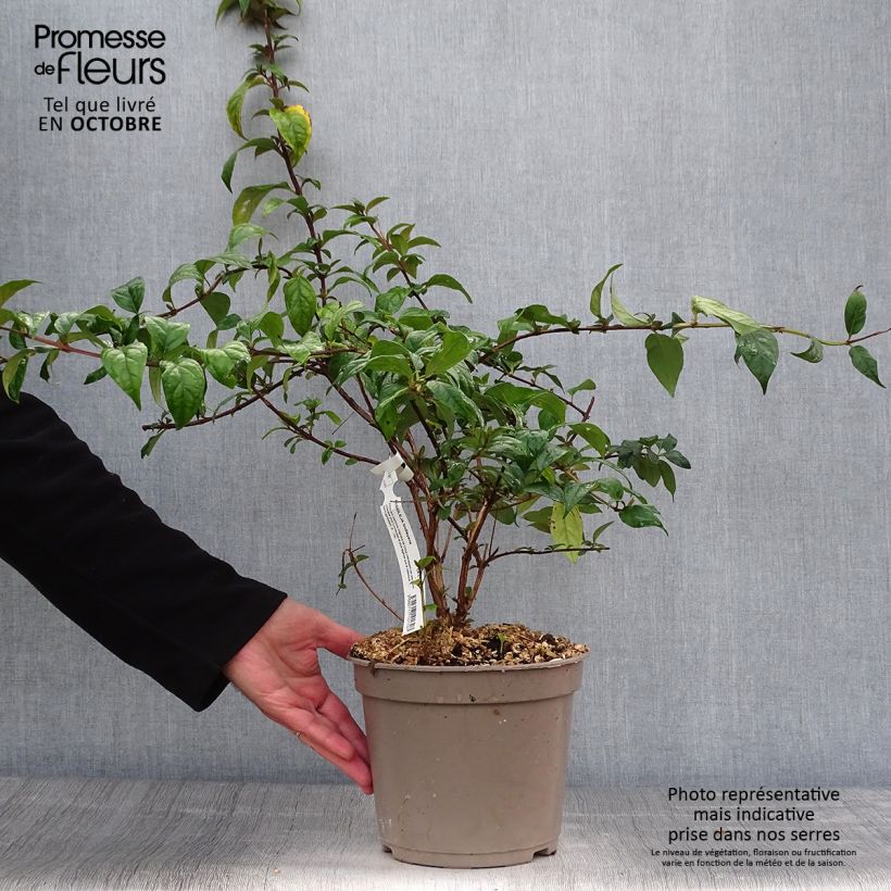 Esimerkki syksyllä toimitetusta Syrikkä - Buddleja lindleyana 4 litran/5 litran ruukku-taimesta