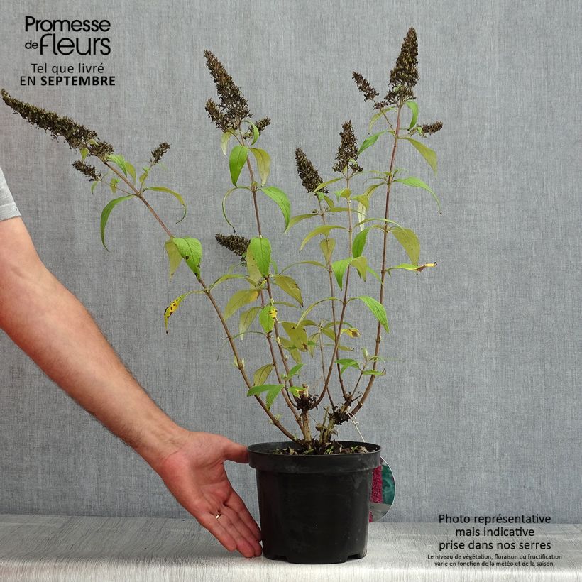 Esimerkki kesällä toimitetusta Syyssyrikkä Peacock Pot de 3L/4L-taimesta