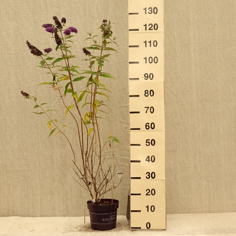 Esimerkki kesällä toimitetusta Syyssyrikkä Psychedelic Sky Pot de 2L/3L-taimesta