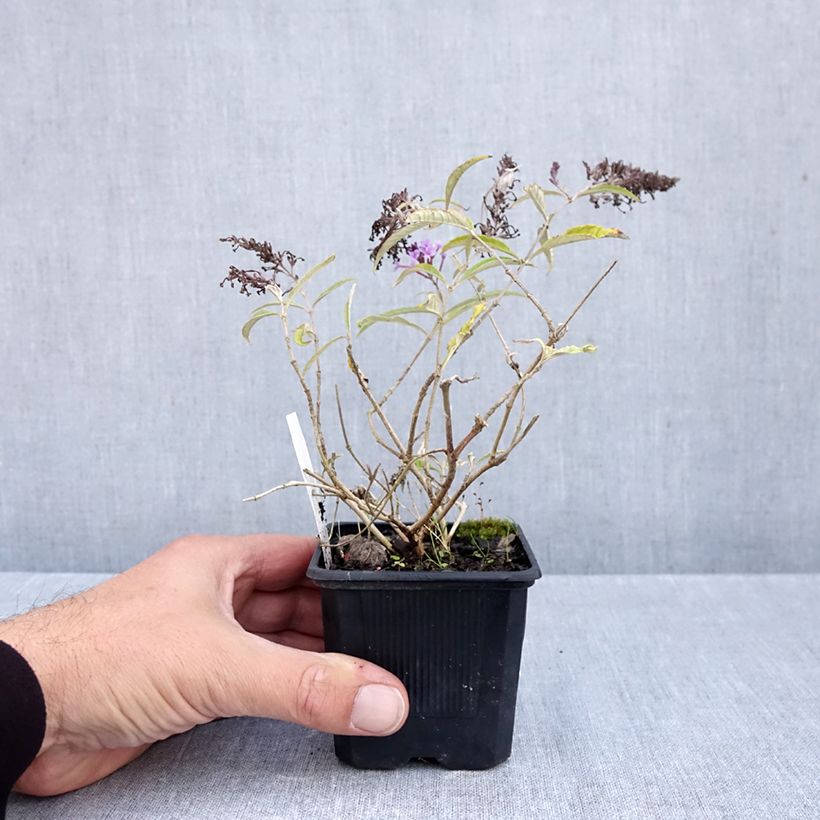 Esimerkki syksyllä toimitetusta Syyssyrikkä Wisteria Lane 8/9 cm taimiruukku-taimesta