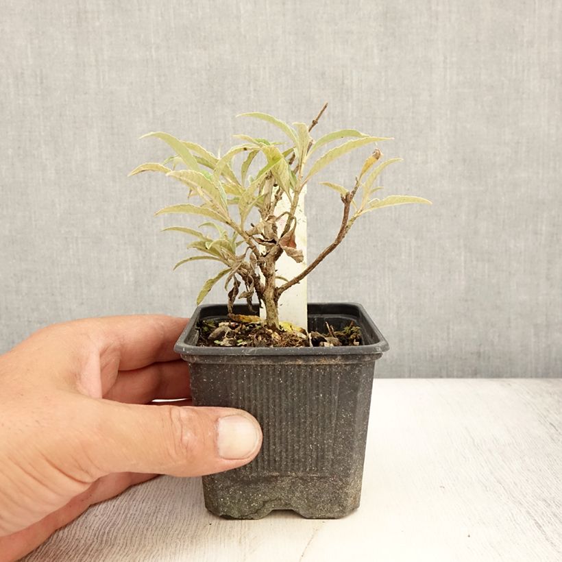 Esimerkki kesällä toimitetusta Syyssyrikkä Wisteria Lane Taimiruukku 8/9 cm-taimesta