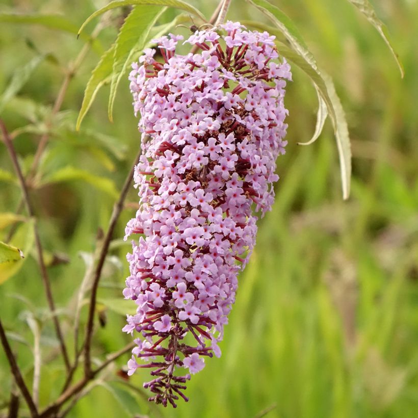 Syyssyrikkä Wisteria Lane (Kukinta)