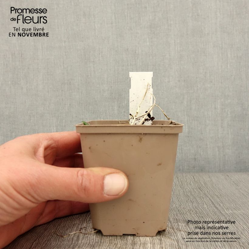 Esimerkki syksyllä toimitetusta Akankaali Frosted Jade 8/9 cm taimiruukku-taimesta