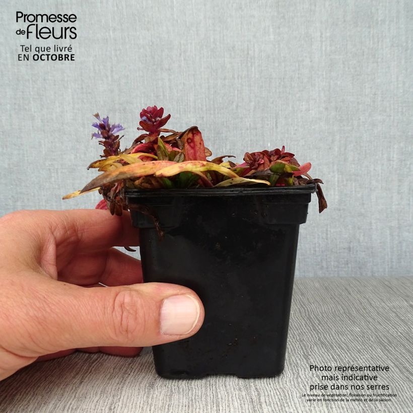 Esimerkki syksyllä toimitetusta Rönsyakankaali Atropurpurea 7/8 cm taimiruukku-taimesta