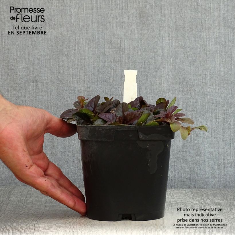 Esimerkki kesällä toimitetusta Rönsyakankaali Atropurpurea Ruukku 2L / 3L-taimesta