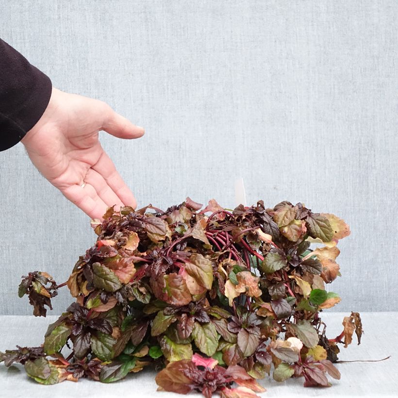 Esimerkki syksyllä toimitetusta Rönsyakankaali Atropurpurea 2 litran/3 litran ruukku-taimesta