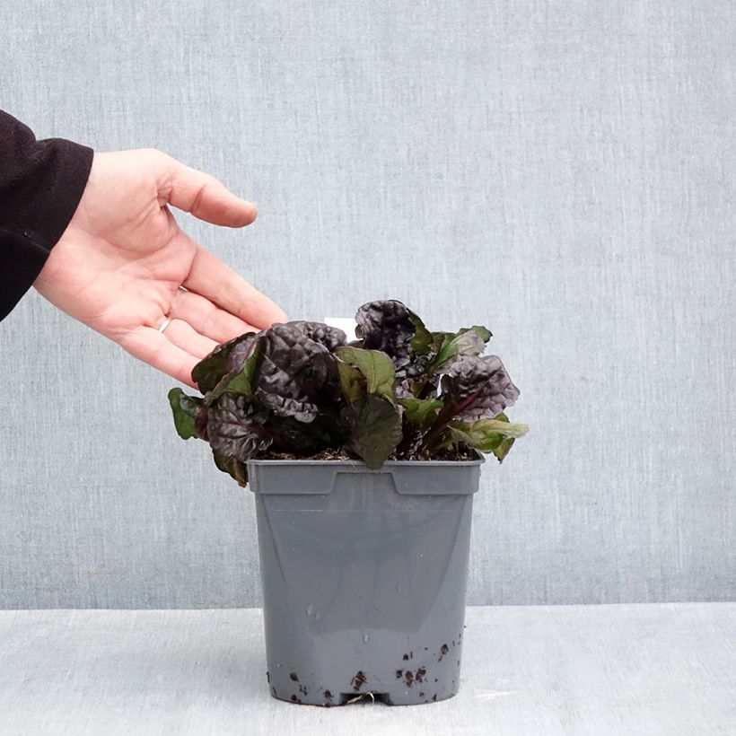 Esimerkki syksyllä toimitetusta Rönsyakankaali Black Scallop 2 litran/3 litran ruukku-taimesta