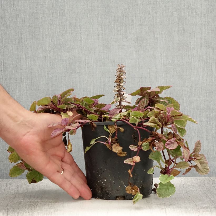 Esimerkki kesällä toimitetusta Rönsyakankaali Burgundy Glow Ruukku 2L / 3L-taimesta