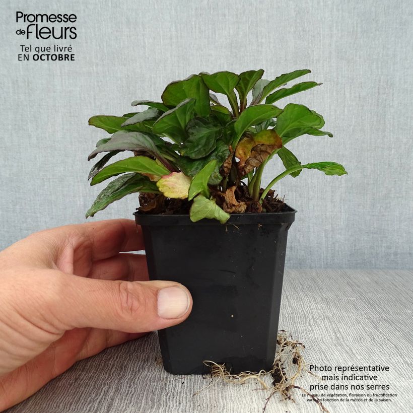 Esimerkki syksyllä toimitetusta Rönsyakankaali Catlin's Giant 8/9 cm taimiruukku-taimesta