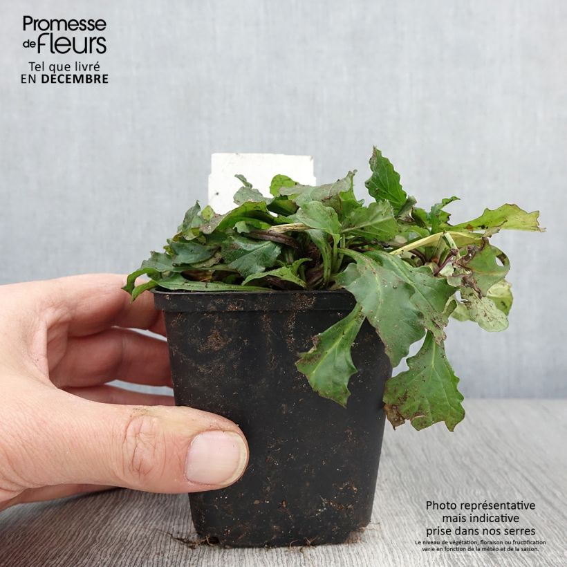 Esimerkki syksyllä toimitetusta Rönsyakankaali - Ajuga reptans 8/9 cm taimiruukku-taimesta