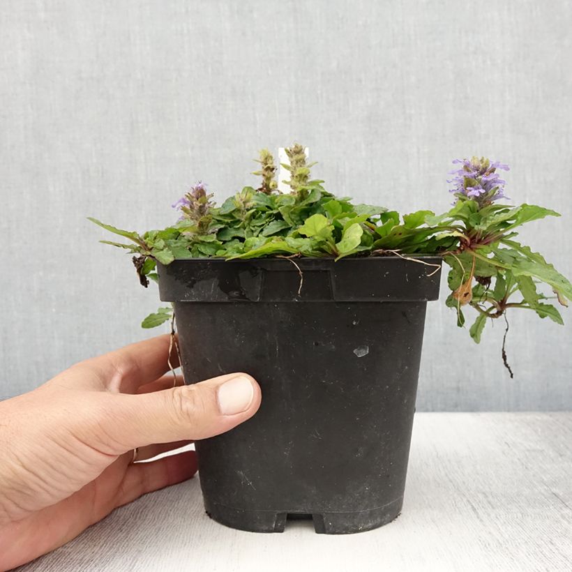 Esimerkki kesällä toimitetusta Rönsyakankaali - Ajuga reptans Pot de 2L/3L-taimesta