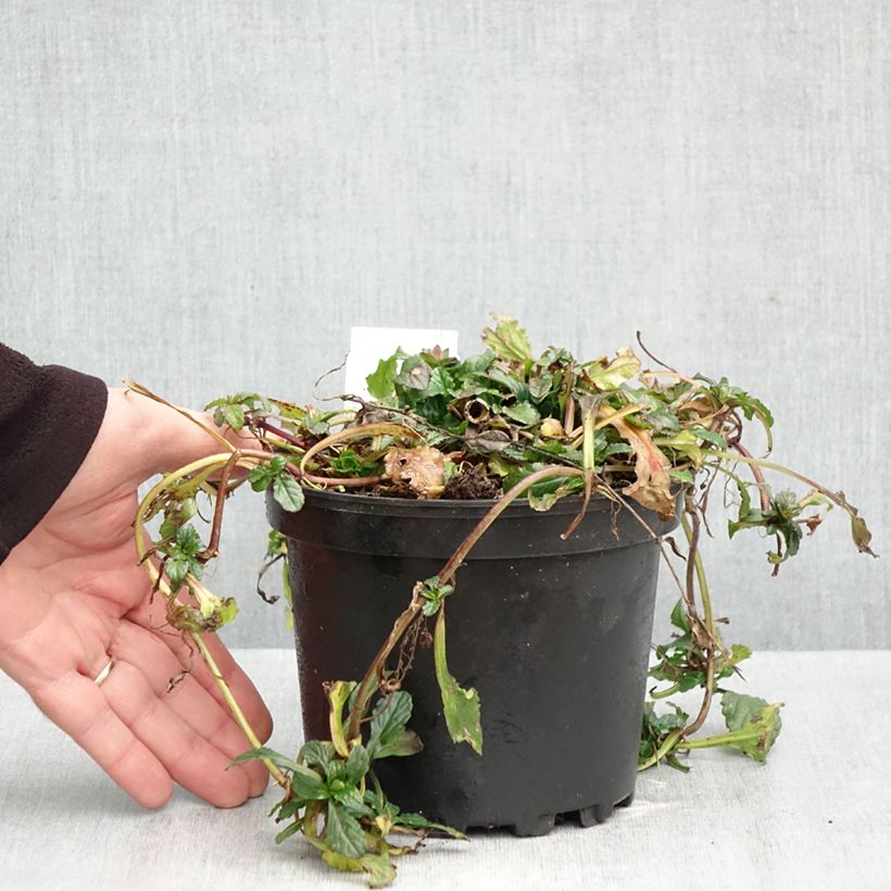 Esimerkki syksyllä toimitetusta Rönsyakankaali - Ajuga reptans 2 litran/3 litran ruukku-taimesta