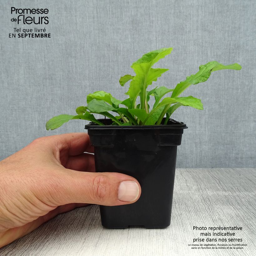 Esimerkki kesällä toimitetusta Rönsyakankaali Purple Torch Taimiruukku 7/8 cm-taimesta