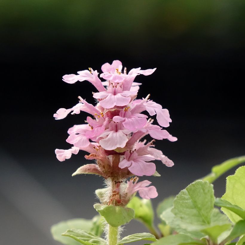 Rönsyakankaali Rosea (Kukinta)