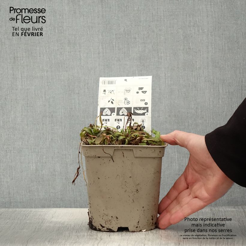 Esimerkki talvella toimitetusta Bugle rampante - Ajuga tenorii Chocolate Chip (Valfredda) Pot de 2L/3L-taimesta