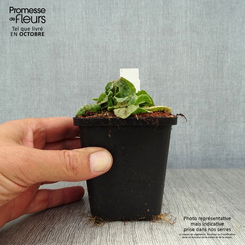 Esimerkki syksyllä toimitetusta Rönsyakankaali Variegata 8/9 cm taimiruukku-taimesta