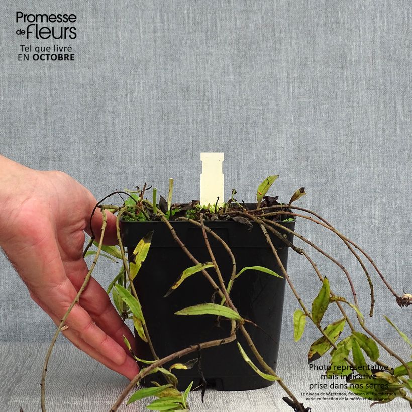 Esimerkki syksyllä toimitetusta Buglossoides purpurocaerulea 2 litran/3 litran ruukku-taimesta