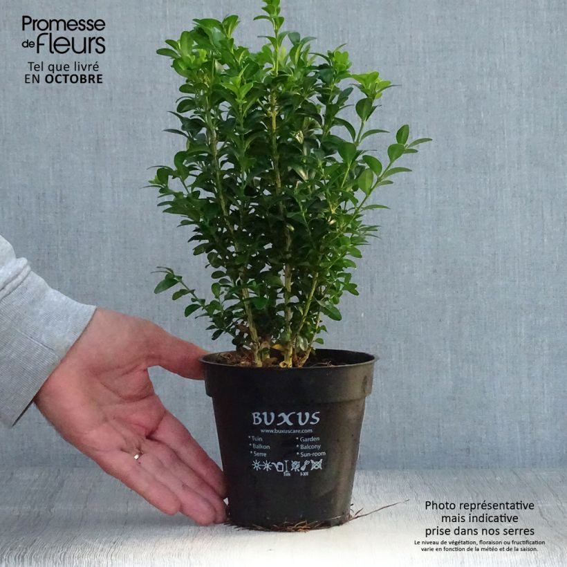 Esimerkki syksyllä toimitetusta Isopuksipuu - Buxus sempervirens 12 cm / 13 cm ruukku-taimesta
