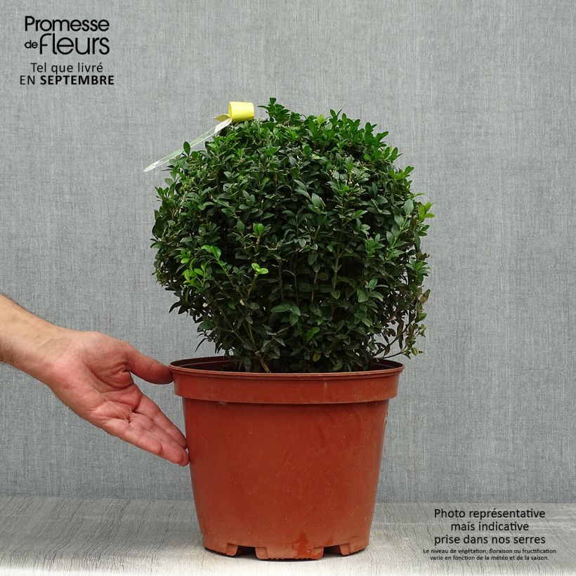 Esimerkki syksyllä toimitetusta Isopuksipuu pallomuoto - Buxus sempervirens 7,5 litran / 10 litran ruukku, Pallo-taimesta