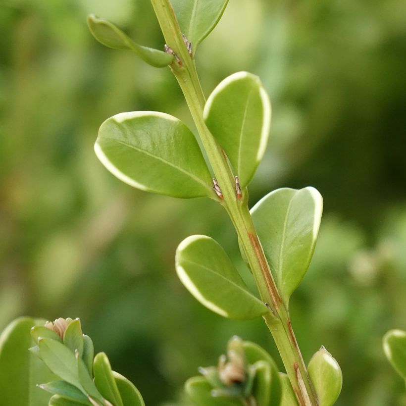Isopuksipuu Betterbuxus Babylon Beauty (Lehvistö)
