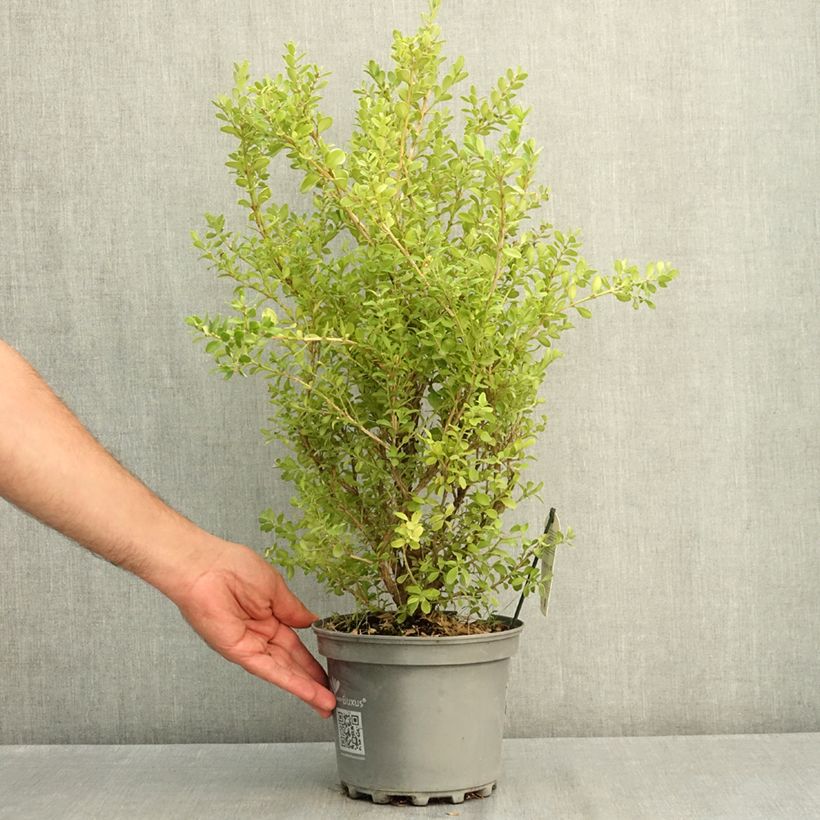 Esimerkki kesällä toimitetusta Isopuksipuu Betterbuxus Babylon Beauty 3 litran/4 litran ruukku-taimesta