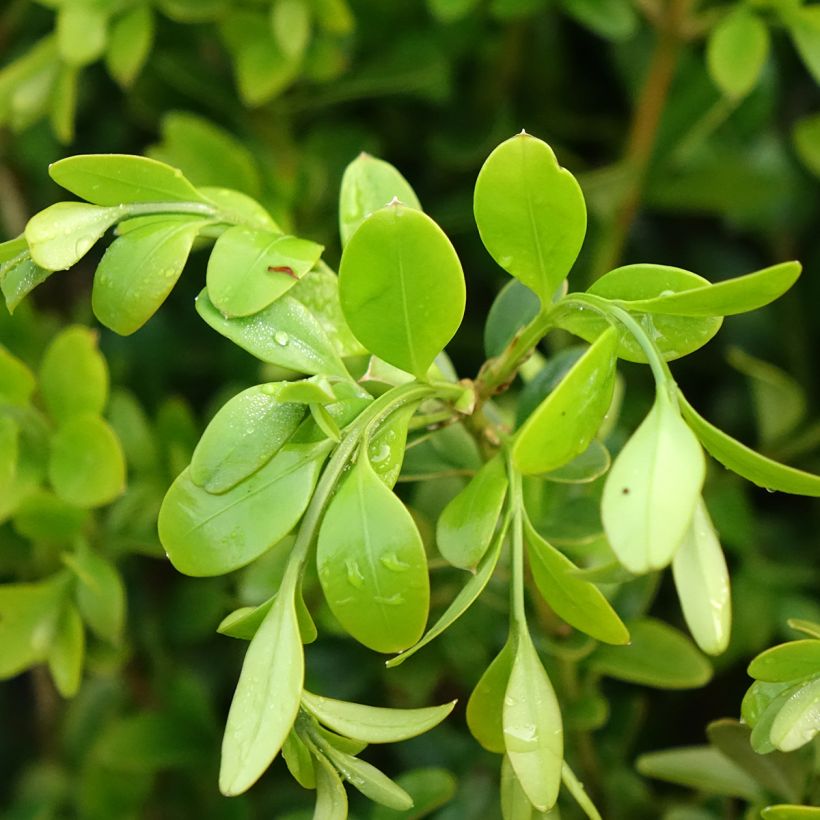 Isopuksipuu Betterbuxus Heritage (Lehvistö)