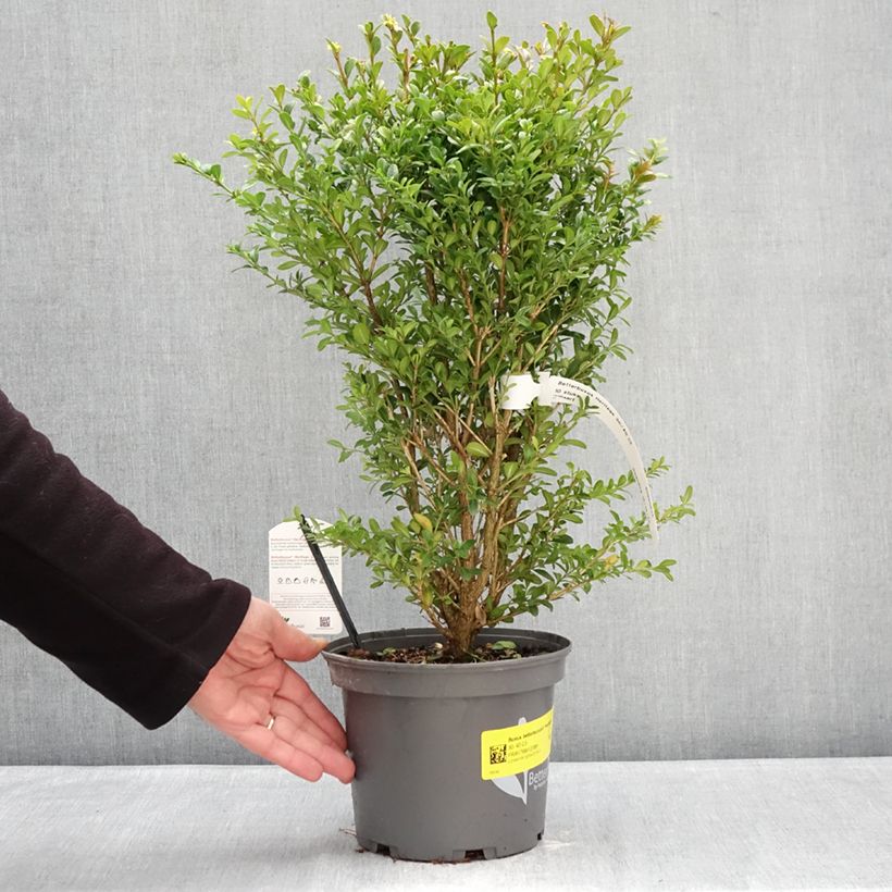 Esimerkki talvella toimitetusta Isopuksipuu Betterbuxus Heritage 3 litran/4 litran ruukku-taimesta