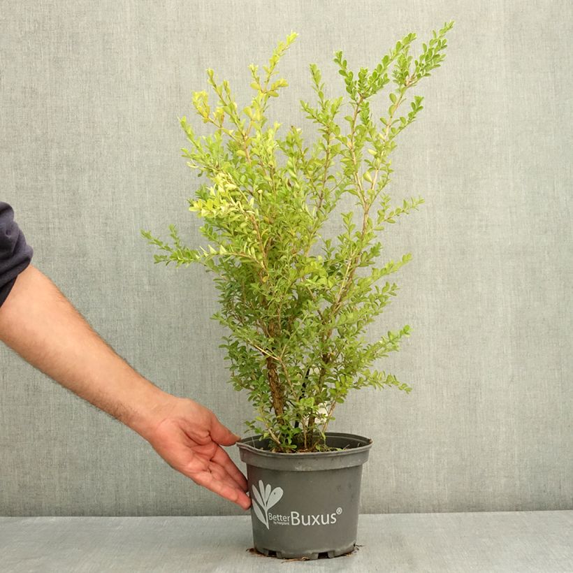 Esimerkki kesällä toimitetusta Isopuksipuu Betterbuxus Renaissance 3 litran/4 litran ruukku-taimesta
