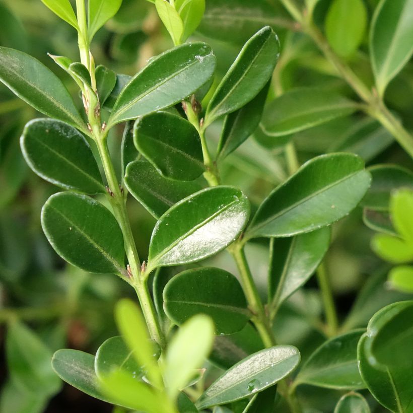 Isopuksipuu Betterbuxus Skylight (Lehvistö)