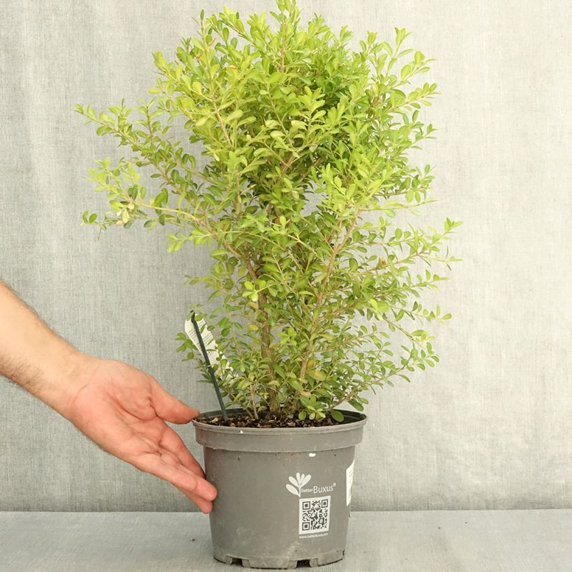 Esimerkki kesällä toimitetusta Isopuksipuu Betterbuxus Skylight 3 litran/4 litran ruukku-taimesta