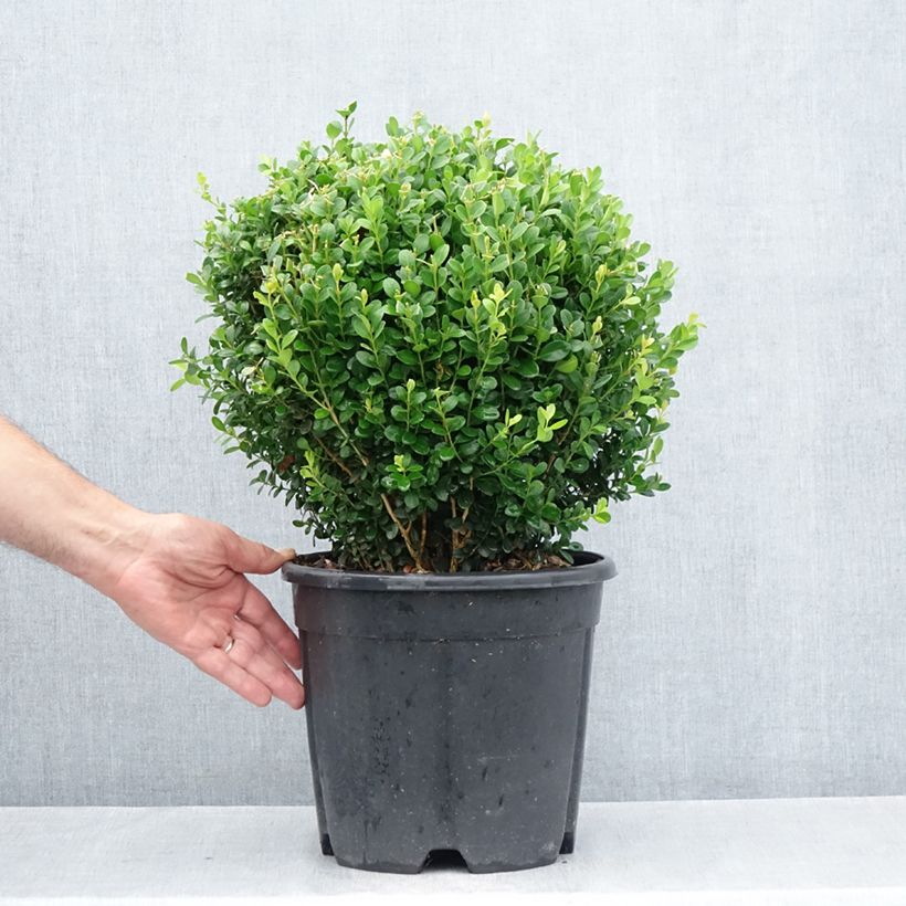Esimerkki kesällä toimitetusta Japaninpuksipuu Faulkner Pot de 7,5L/10L, Pallo-taimesta