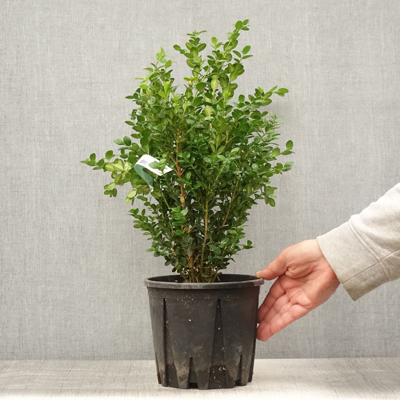 Esimerkki kesällä toimitetusta Japaninpuksipuu Faulkner Pot de 2L/3L-taimesta