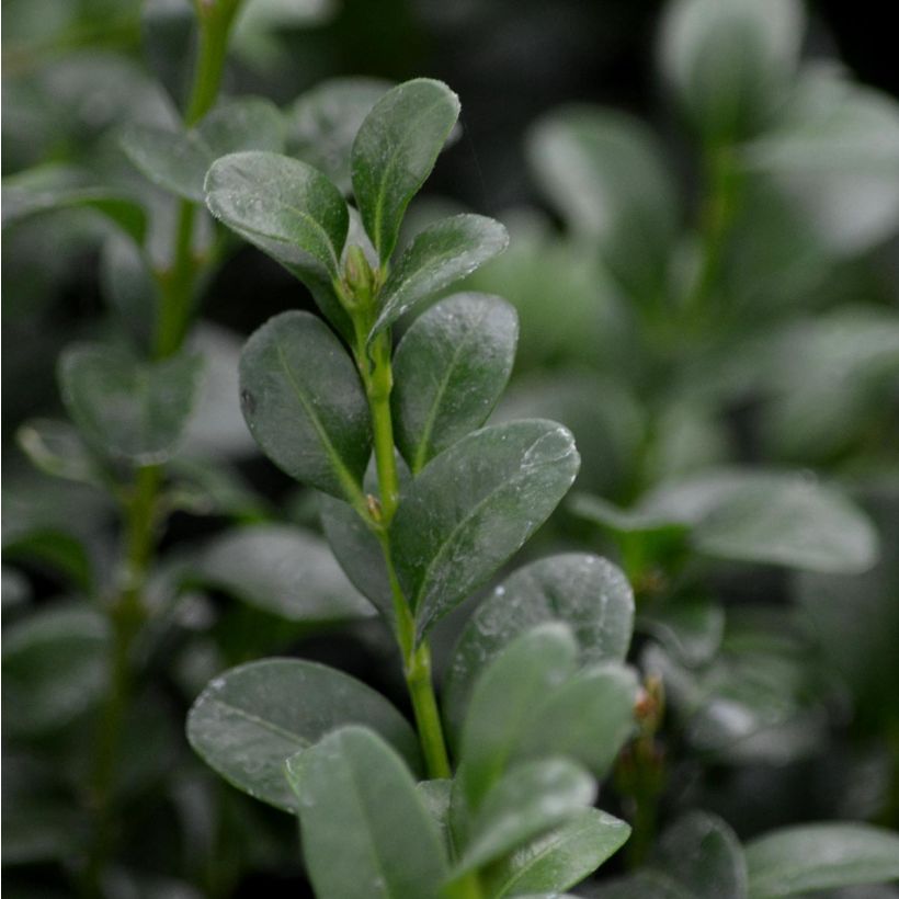Isopuksipuu - Buxus sempervirens (Lehvistö)