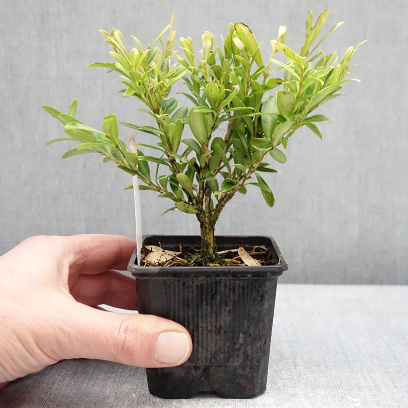 Esimerkki talvella toimitetusta Puksipuu Mipo 8/9 cm taimiruukku-taimesta