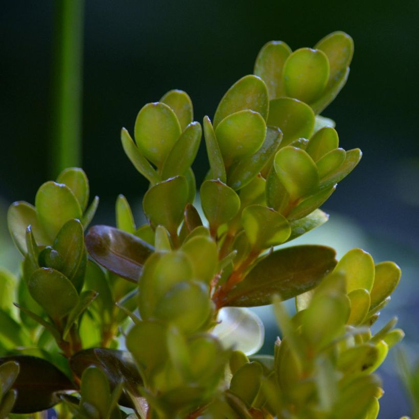 Isopuksipuu Suffruticosa (Lehvistö)