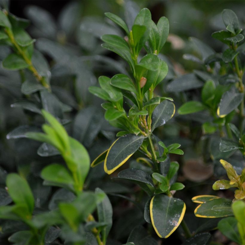 Isopuksipuu pallomuoto - Buxus sempervirens (Lehvistö)