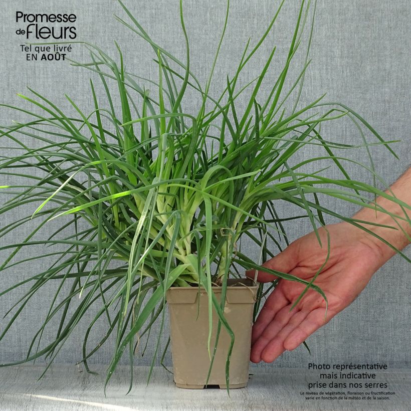 Esimerkki kesällä toimitetusta Bulbine frutescens 1 litran / 1,5 litran ruukku-taimesta