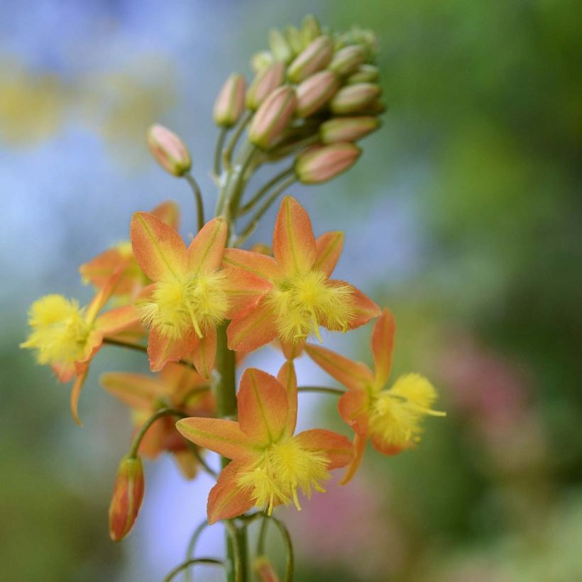 Bulbine frutescens (Kukinta)