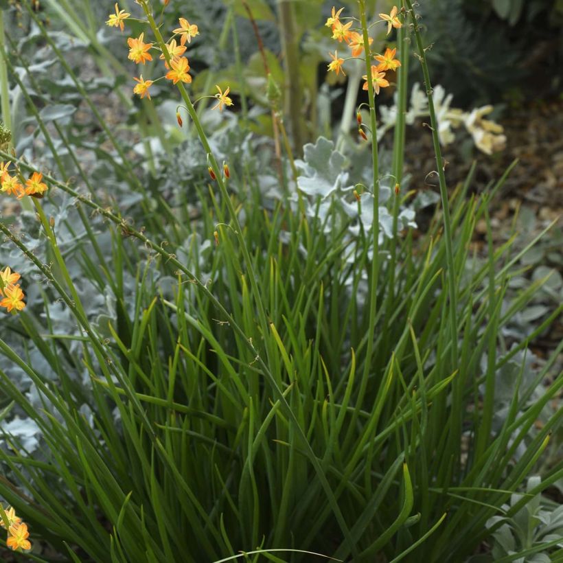 Bulbine frutescens (Kasvutapa)